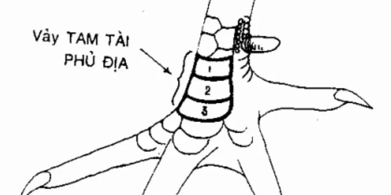 Các dạng vảy gà phủ địa